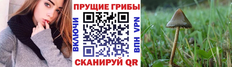 Псилоцибиновые грибы MAGIC MUSHROOMS Гуково